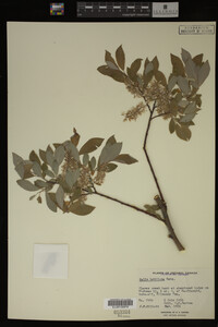 Salix bebbiana image