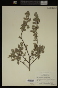 Salix bebbiana image