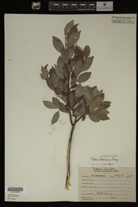 Salix bebbiana image