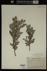 Salix bebbiana image