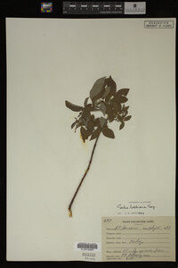 Salix bebbiana image