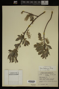 Salix bebbiana image