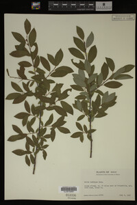 Salix bebbiana image