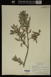 Image Associated With the Occurrence