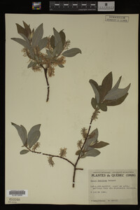 Image Associated With the Occurrence