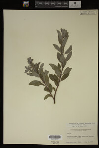 Image Associated With the Occurrence