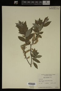 Salix bebbiana image