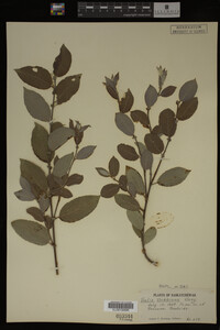 Image Associated With the Occurrence