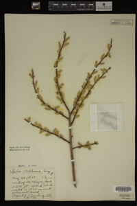 Salix bebbiana image