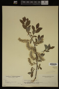 Image Associated With the Occurrence