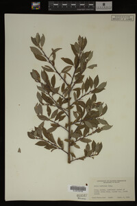 Image Associated With the Occurrence