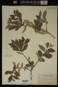 Salix bebbiana image