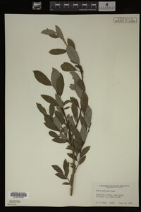 Image Associated With the Occurrence
