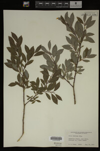 Image Associated With the Occurrence