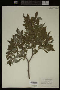 Image Associated With the Occurrence