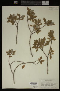 Salix bebbiana image
