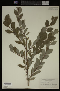 Image Associated With the Occurrence