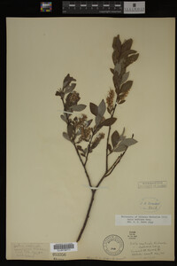 Salix bebbiana image