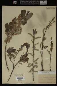 Salix bebbiana image