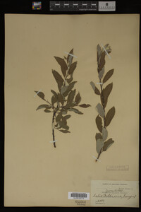 Salix bebbiana image