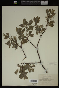 Image Associated With the Occurrence