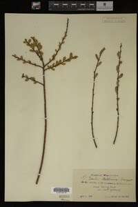 Image Associated With the Occurrence