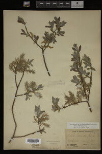 Salix bebbiana image