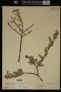 Salix bebbiana image