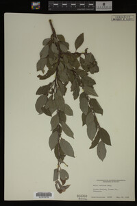 Image Associated With the Occurrence