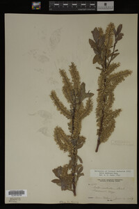 Image Associated With the Occurrence