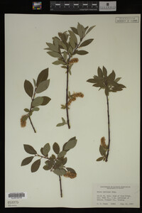 Image Associated With the Occurrence