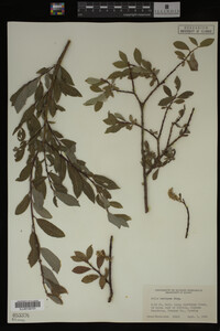 Salix bebbiana image