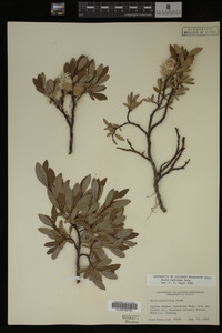 Salix bebbiana image