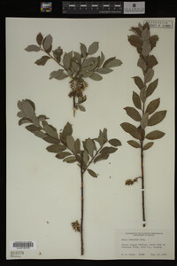 Image Associated With the Occurrence