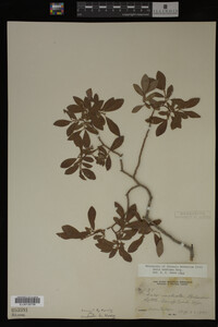 Image Associated With the Occurrence