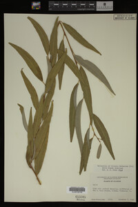 Salix X pendulina image