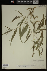 Salix X pendulina image