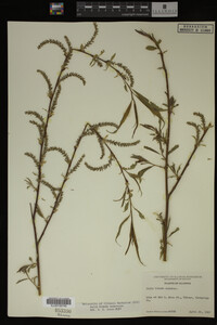 Salix X pendulina image