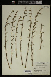 Salix X pendulina image