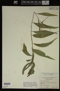 Salix X pendulina image