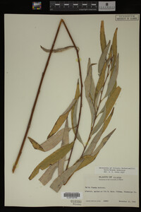 Salix X pendulina image