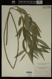 Salix X pendulina image