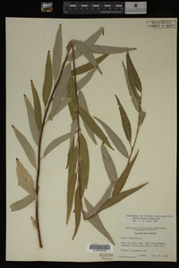 Salix X pendulina image