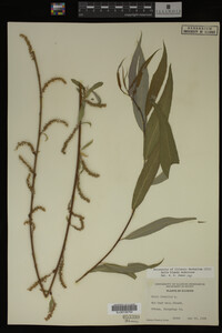 Salix X pendulina image