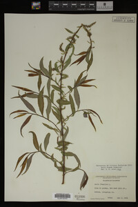 Salix X pendulina image