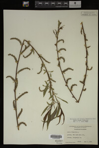 Salix X pendulina image