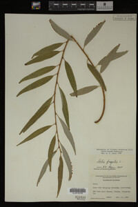 Salix X pendulina image