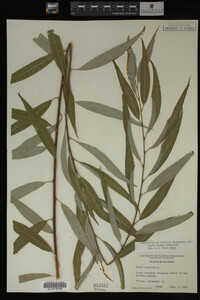 Salix X pendulina image