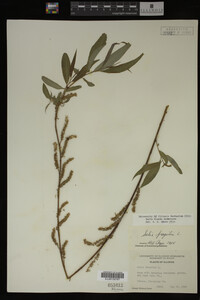 Salix X pendulina image