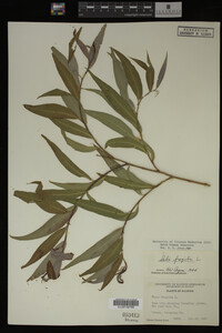 Salix X pendulina image
